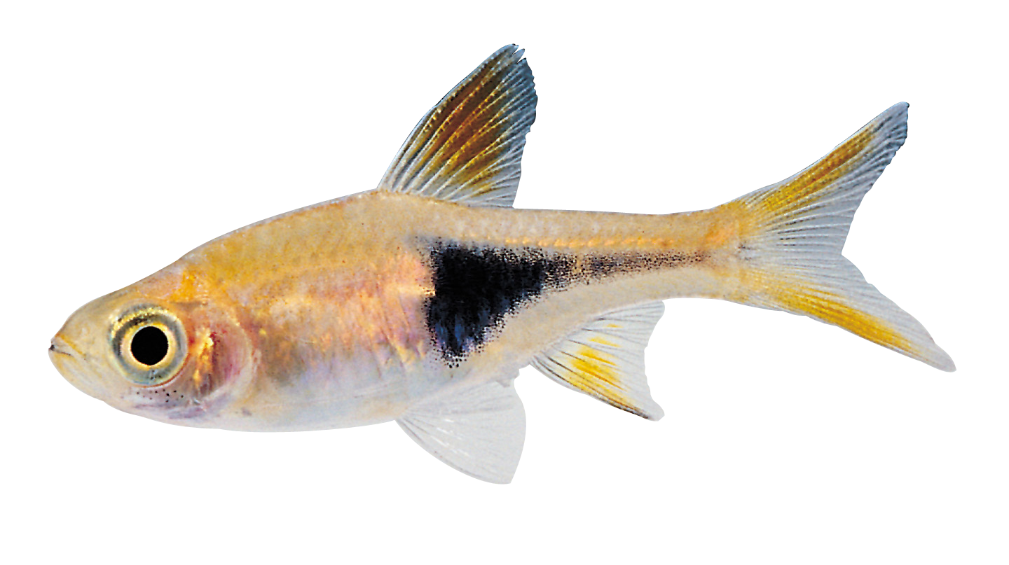 ghotI'Hom